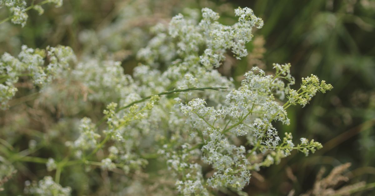 Managing Hoary Cress (Whitetop)