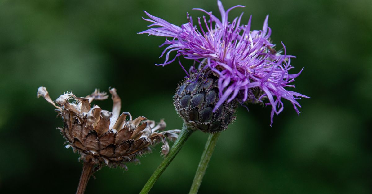 Managing Spotted Knapweed